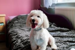 开云体育在线-防守铁幕与进攻风暴，戈贝尔掌舵，太阳击溃马刺