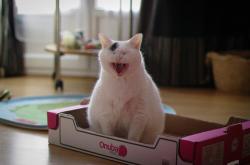 开云体育在线-那不勒斯暗夜被锡安点燃，一人改写意甲争冠剧本的超级英雄剧本