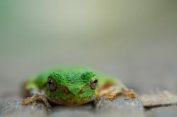 开云体育在线-卡塔尔资本下的足球新秩序，萨卡一剑封喉，拉齐奥梦碎赛场