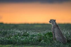 开云下载-风驰电掣与风卷残云，当F1街道缠斗遇上NBA铁血征服