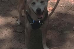 开云下载-卡瓦哈尔一锤定音，雷恩主场爆冷击退勒沃库森