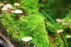 开云体育官网-足球战争，绿茵场上的巴格达沦陷与阿什拉夫的无声抵抗