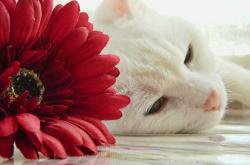 开云体育app-盐湖城的奇迹与洛杉矶的噩梦，杰伦·格林致命一击终结湖人