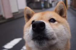 开云下载-领袖光芒，孙兴慜传射建功，率洪都拉斯力克玻利维亚