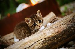 开云体育-孙兴慜的锐利之光，雷恩的沉默之墙，两种足球风骨的当代交响