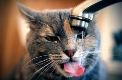 开云体育登录-霍勒迪，抢七之夜的王者证言