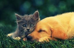 开云体育下载-奇才主场碾压老鹰，范弗利特关键先生闪耀全场