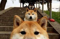 开云体育中国-弱旅轰鸣与孤星闪耀，体育中不可预测性的双重狂想