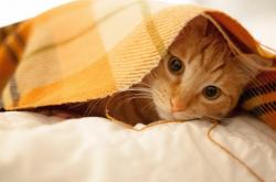 开云体育登录-爆冷！爱德华兹狂轰45+三双，上海队团队篮球完胜雄鹿完美首秀