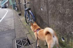 开云平台-钢针扎入铁板！拉梅洛持续撕破防线，步行者与森林狼鏖战现战术教科书