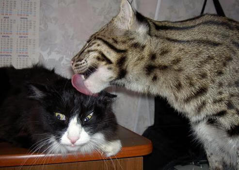 生死夜星耀苍穹,迪亚斯西决封神之战