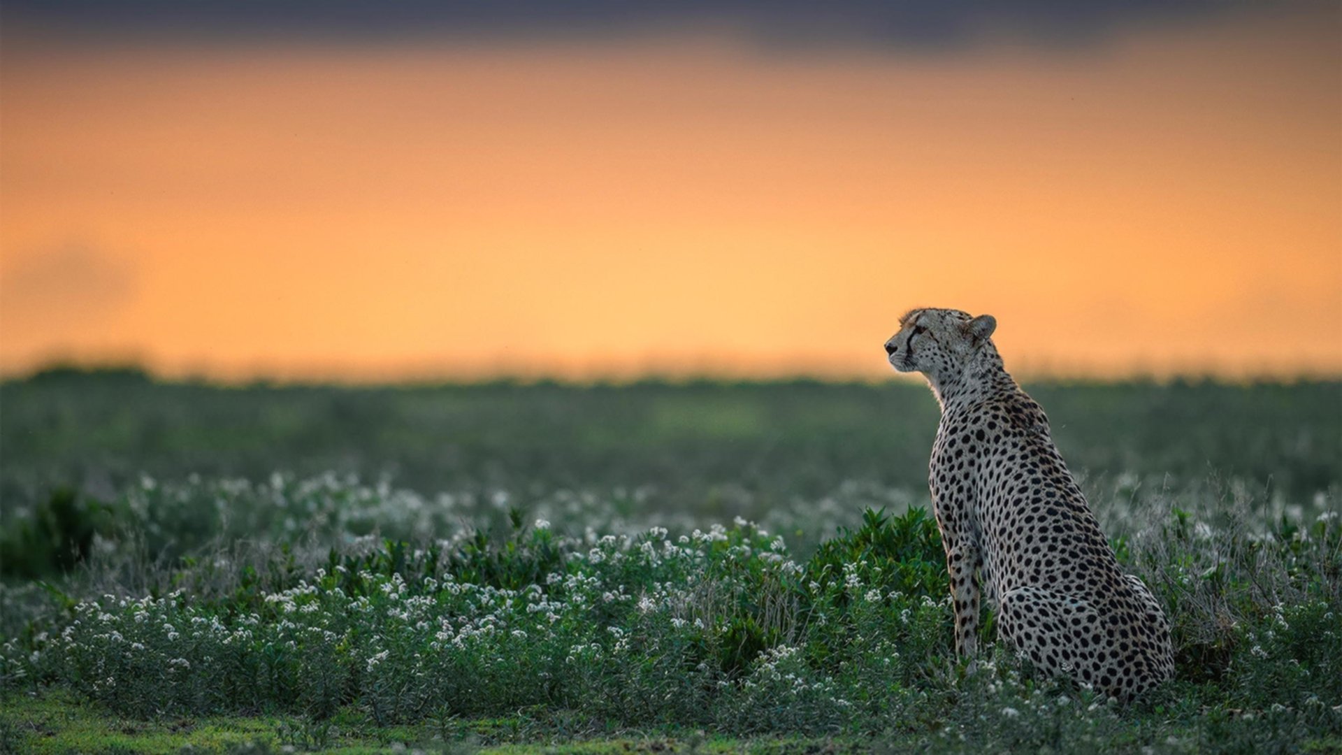 罗德里戈爆发！那不勒斯突围之夜，克娄巴特拉的宴会重现