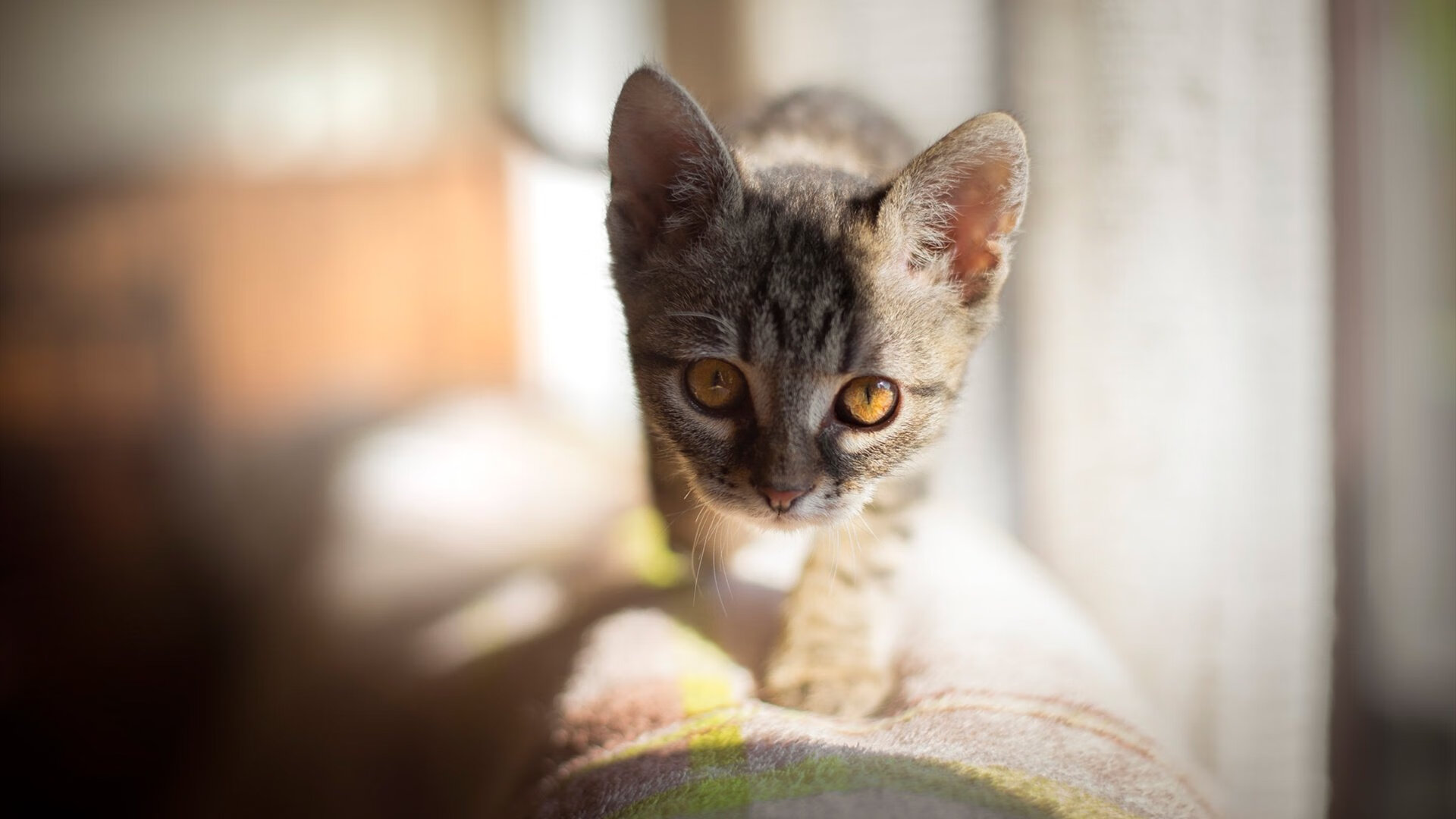 横扫球场与称霸赛道，当统治力成为唯一语法