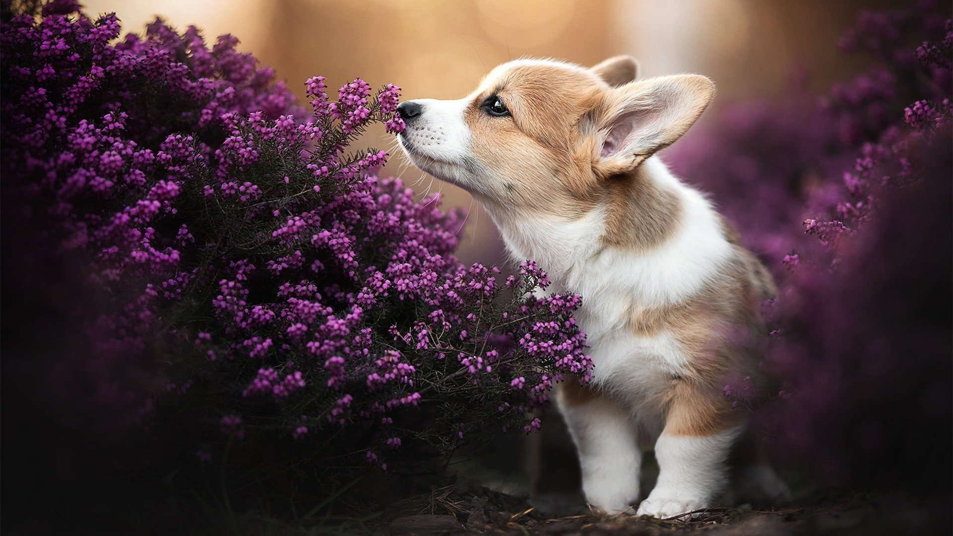 NBA季后赛之夜，弗拉霍维奇个人能力完全展现