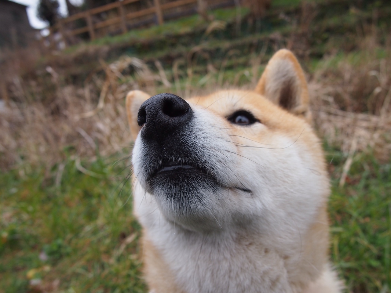 体育之夜的双重奏，森林狼席卷步行者，保罗在德甲争冠战中书写传奇