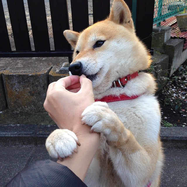 卡拉斯科，彩虹之国的亮色，南美雄鹰的蜕变