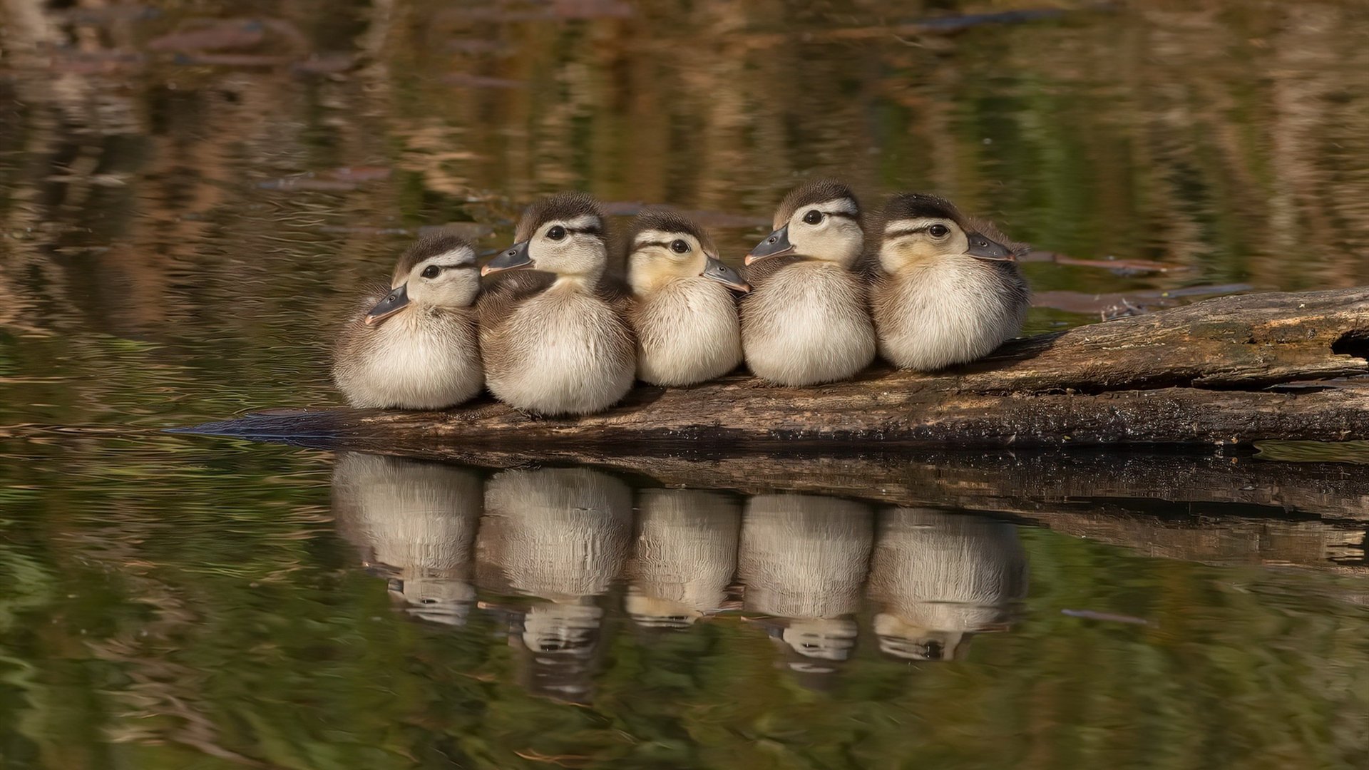 关键时刻的钢铁意志,莫德里奇的冷静与南非马里鏖战的启示