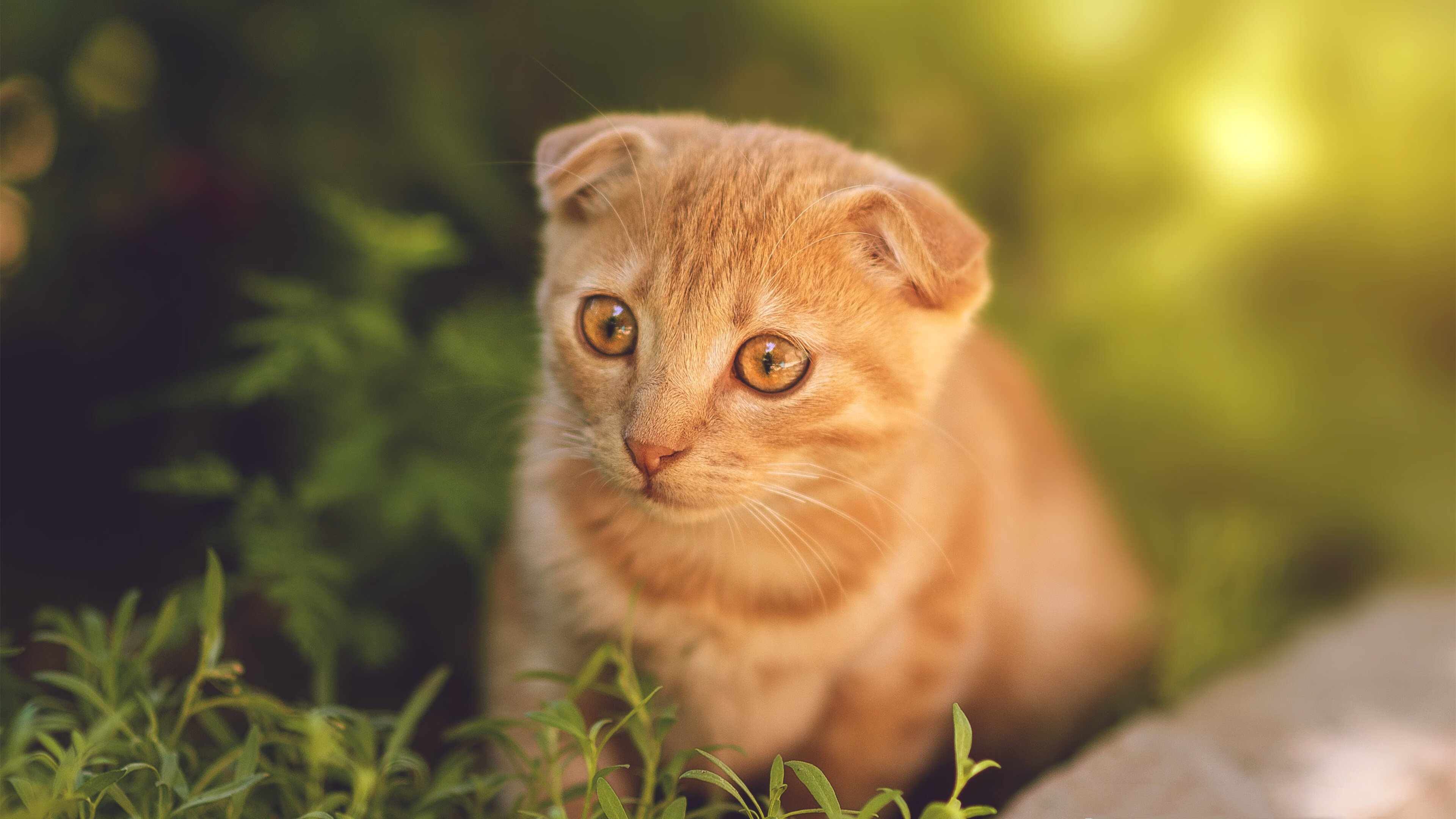 神迹之夜！马里替补登场惊世绝杀打穿曼城，京多安赛后评分竟被拉满