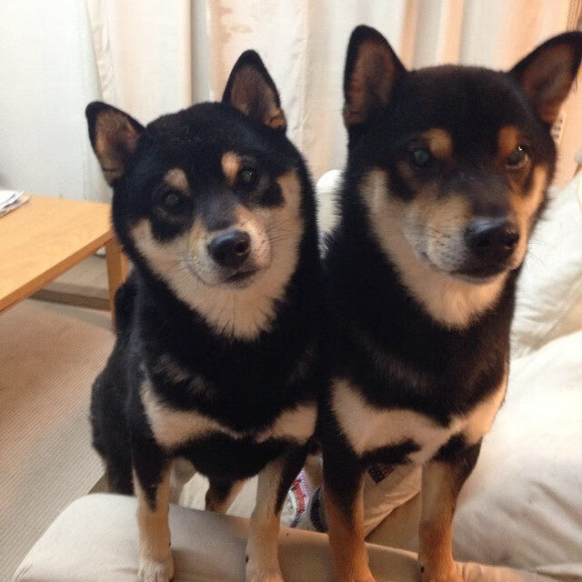 绝境亮剑!凯尔特人险胜广厦,马克西完美演出主宰关键时刻