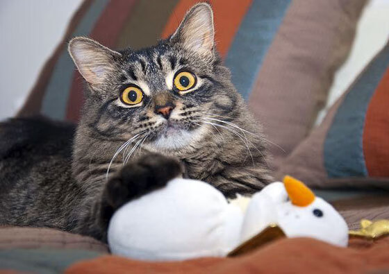 基米希一锤定音,比利时决胜局险胜冰岛,关键进球定乾坤