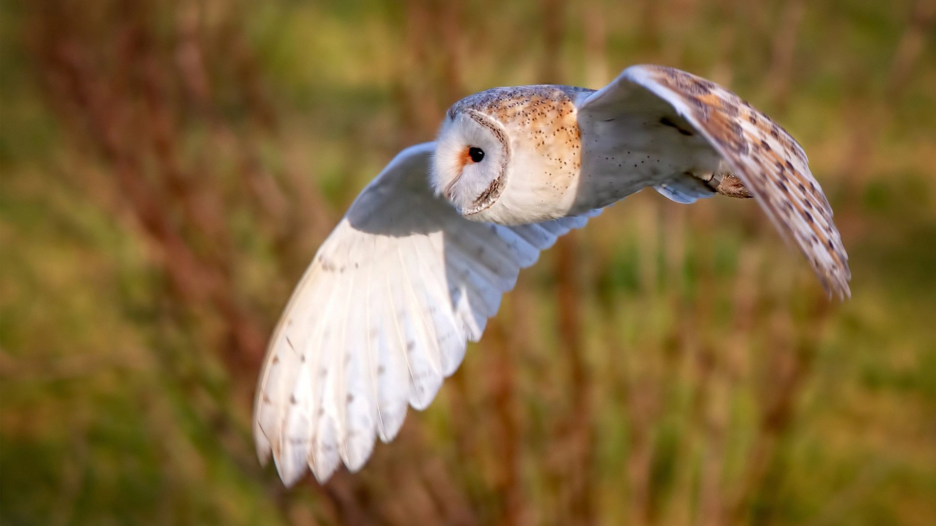 磐石之心，斯通斯一夫当关，葡萄牙凿穿郁金香防线