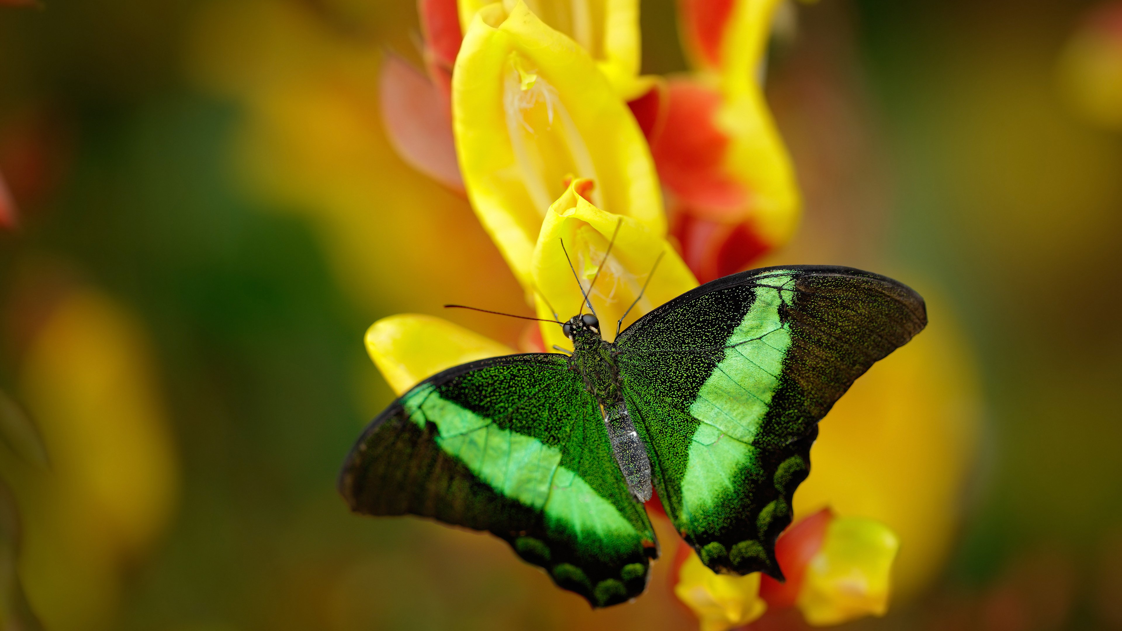 伊萨克关键进球定乾坤，韩国封锁曼城铸就绿茵传奇