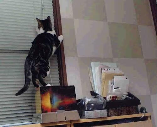 吉林队火力压制森林狼，切特成关键先生，诠释真正领袖风范