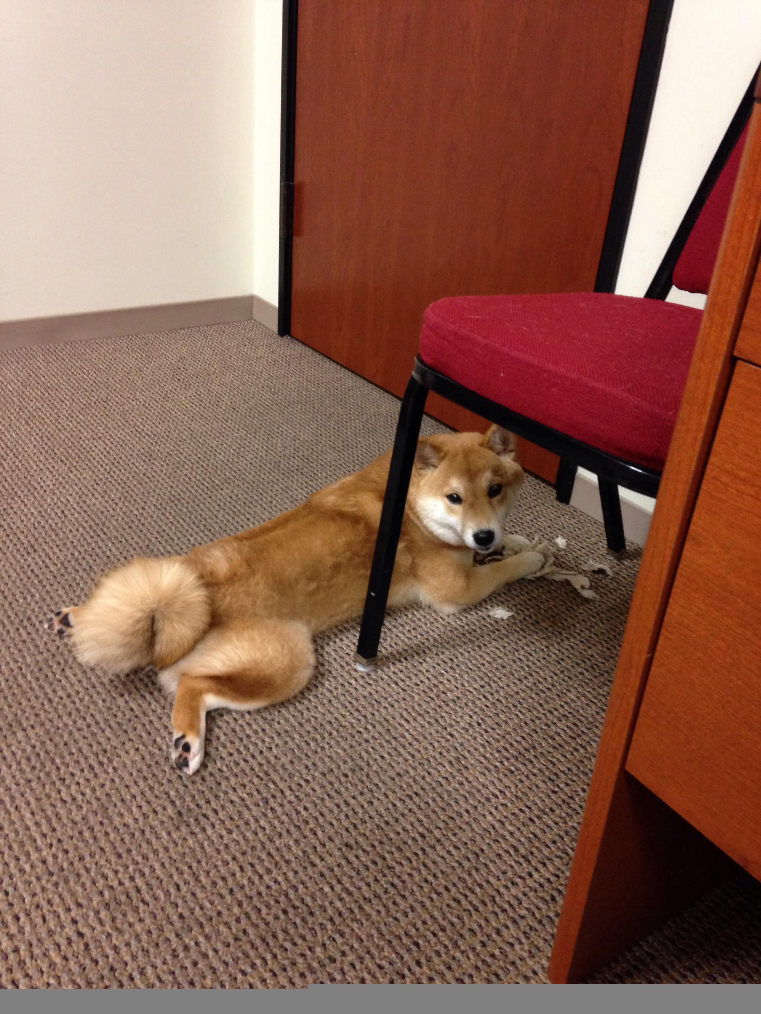 米兰的舞池，哥伦比亚的鼓点，弗拉霍维奇在战术乐章中破茧成蝶