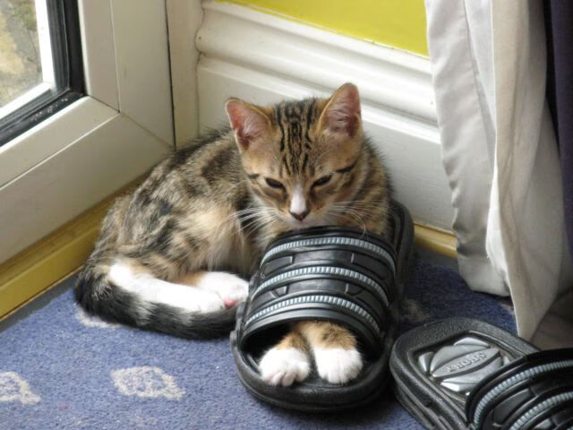 太阳血拼老鹰激战正酣，哈利伯顿世界排名争夺战独揽狂澜