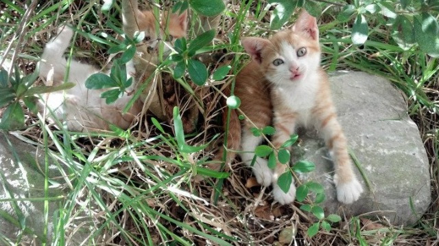 阿森纳制霸里昂,美加墨世界杯焦点战深度解析
