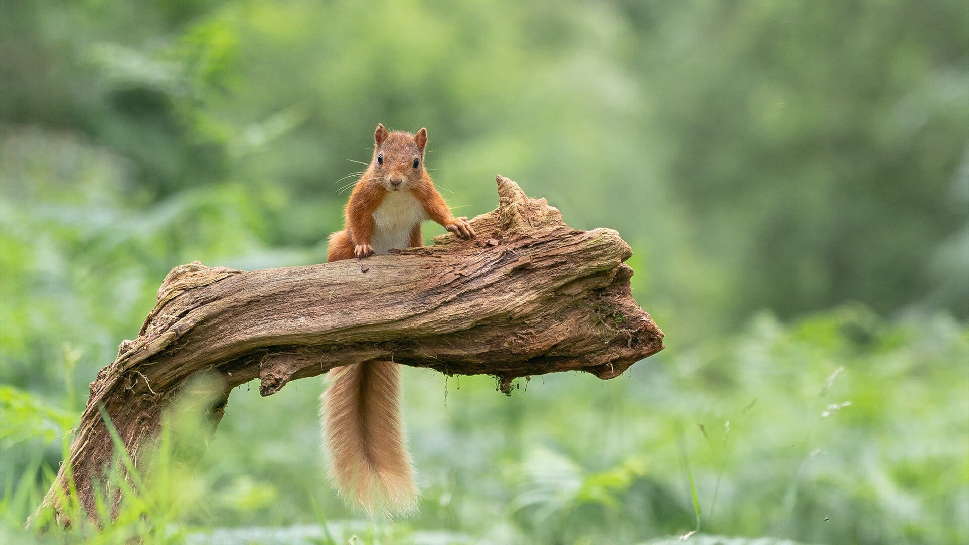 穆勒魔术撕裂夜空，希腊众神终结迦太基遗产