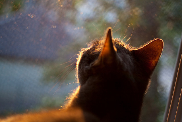 2026世界杯焦点战风云，尼克斯硬仗决胜猛龙，篮球激情点燃全球舞台